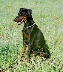 Austrian import, Cheyenne di Casa Shirak is Kimber v. Asgard's dam