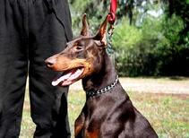 Marieka von Asgard's dam is Cienna vom Kathedrale (Conan v. Blitzkrieger x Schotz v. Eichenhof) who later lost her life along with the lives of the whole "von Asgard" Kennel "N" litter. Cienna will be missed and "von Asgard" Kennel has past by its "N" litter designation in honor of that loss.