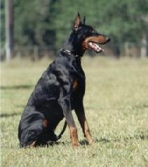 Conan v. Blitzkrieger is Marieka von Asgard's sire.
