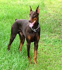 German import, Condor vom Hause Anker (Phil vom Warringhof x Amy vom Hause Anker)