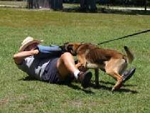 Linda Werlein working Cort, a Malinois pup