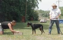 Cowboy von Asgard (Arrk v. Asgard son) training for the KNPV Box with the Dutch KNPV National Champion, Nico Poen.
