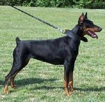 Von Asgard's "Q" Litter Dam: Dietrich "DD" von Rubinhof, SchH & certified Figitive Recovery Agent.