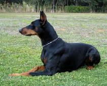 Danika v. Kathedrale - Brood bitch at "von Asgard" Kennels. Danika is 5 generations of "von Asgard" genetics.