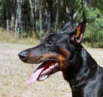 Degen von Asgard sire of Walkure von Asgard