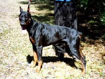 Degen von Asgard - "von Asgard" Kennel's first stud dog