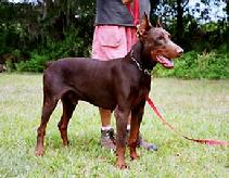 German import, Doc vom Dragonerreich (Alfred v. Urftquelle x Fenja v. Merkureck)