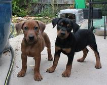 German Pinscher Pups