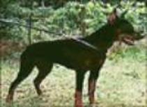 Gero v. d. Mooreiche, SchH III, IPO III, Angek. ZVA, Kl. IIA, LZ DV-Vize Lstsg. (97/92/97/=286) HIT Protection (Asko v. d. Weyermuhle x Cora v. d. Mooreiche) who has been referred to in Germany as the "King Tiger of Working Dobermanns" is the sire of von Asgard's "B" litter.