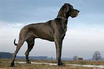 Great Dane - Deutsche Dogge