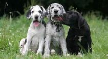 Great Dane pups are also most welcome!