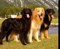 Hovawart Dogs
