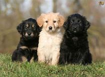 Hovawart Pups
