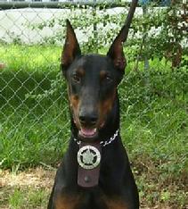 Condor v. Asgard son, "von Asgard" Kennel "I" litter male, Ike von Asgard a Fugitive Recovery Agent in Georgia