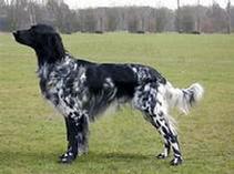 Large Munsterlander