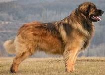 Leonberger Dog