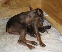 Von Asgard's "R" Litter Dam: Megan v. Martinez with litter.