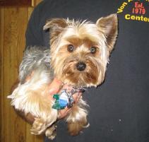 Our Puppy Dog Boot Camp student ready for graduation day!
