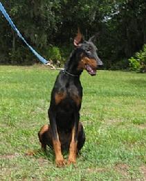 "von Asgard" Kennel "O" litter female, Orca von Asgard (Conan v. Blitzkrieger x Hildemara v. Asgard) at 7 months.