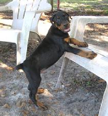 "von Asgard" Kennel "P" litter male, Panzer von Asgard (Doc v. Dragonerreich x Cassi v. Hause Anker) at 18.5 pounds at 7.5 weeks.