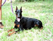 Von Asgard's "S" litter sire, Panzer von Asgard (Doc v. Dragonerreich x Cassi v. Hause Anker) at 18 months.