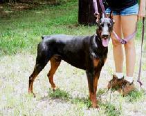 "von Asgard" Kennel "P" litter male, Panzer von Asgard at 18 months