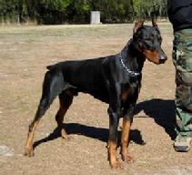 Von Asgard's "Q" litter male: Que von Asgard (Ike von Asgard x Dietrich "DD" von Rubinhof) at 2.5 years.