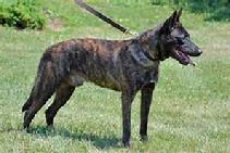 Dutch Shepherd