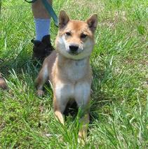 Little "Saka" is a "Pet Dog Board & Train" graduate!