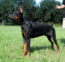 "von Asgard" Kennel "S" litter male, Snake von Asgard (Panzer v. Asgard x Danika v. Kathedrale at 10 months.