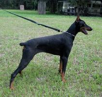 Star von Asgard at 10 months of age.