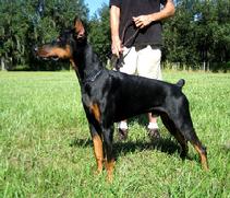 "von Asgard" Kennel "S" litter male, Striker von Asgard (Panzer v. Asgard x Danika v. Kathedrale at 10 months.