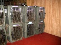 Von Asgard's "small dog" sleeping area is located in a seperate room next to the indoor play area in Von Asgard's Office Building.