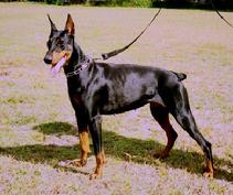 Von Asgard's "S" litter dam is Danika vom Kathedrale (Etzel v. Asgard x Schotz v. Eichenhof)