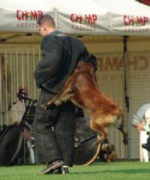 This is a KNPV hit by a Belgian Shepherd.