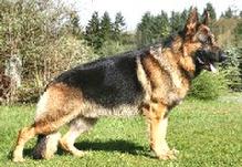 Don Stanek's German Shepherd Import, Ando, hits his stand-in-motion while training for Schutzhund at Euro Pros K-9 Center.