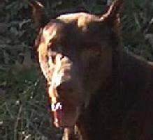 Askan v. Worringer Bruch sire of Arrk von Asgard. He was imported into the U.S. after serving as a stud siring the "D", "E" & "F" litters at the "v. d. Weyermuhle" Kennel in Germany.