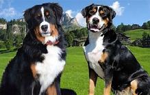 Bernese Mountain Dogs