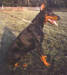 Bronco v. d. Doberwache - Frozen Semen available from "von Asgard" Working Dobermann Kennel
