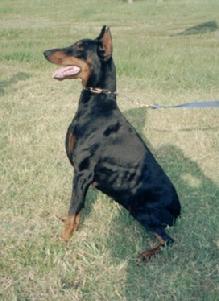 "von Asgard" Kennel "B" litter female, Burnhild von Asgard (Gero v. d, Mooreiche x Xendy v. d. Russheide)