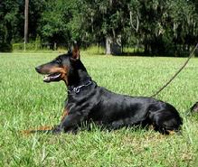 Cassi vom Hause Anker - "von Asgard" Working Dobermann Kennel brood bitch