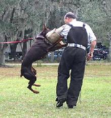 Von Asgard's Cienna vom Kathedrale in training at Von Asgard K-9 Center