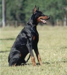 Conan v. Blitzkrieger - Frozen Semen is available from "von Asgard" Working Dobermann Kennel