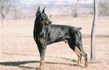 Marieka von Asgard's sire is German import, Conan v. Blitzkrieger.