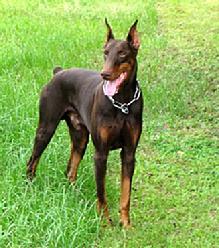 Von Asgard's "R" Litter Sire: German Import, Condor vom Hause Anker.