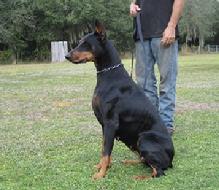 Danika vom Kathedrale at Von Asgard K-9 Center in Oct. 2010.