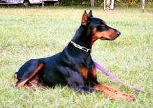 "von Asgard" Kennel "D" litter female, Dixi von Asgard (Arrk v. Asgard x Brunhild v. Asgard)