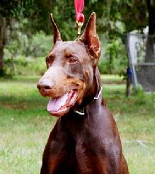 Doc vom Dragonerreich - Frozen semen is available at "von Asgard" Kennels.