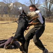 "von Asgard" Kennel "F" litter male, Fenris von Asgard in training for Personal Protection Competition