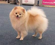 German Spitz